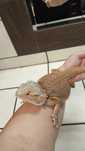 Agama  brodata  3 lata