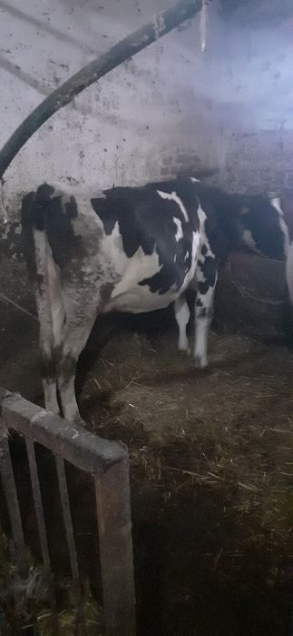 Sprzedam 2 krowy cielne