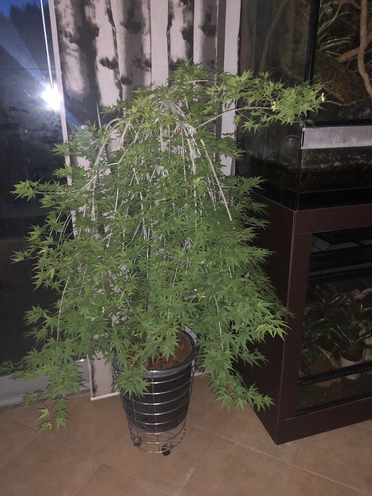 Acer Palmatum Rayusen