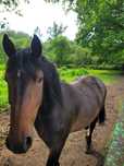 Klacz rasy SP 3 letnia