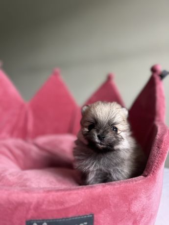 Szczeniak suczka Szpic Miniaturowy Pomeranian FCI