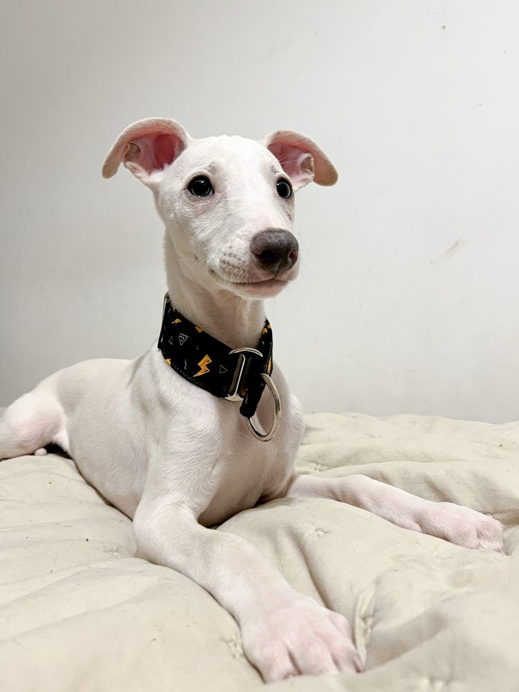 Whippet szczeniak samiec