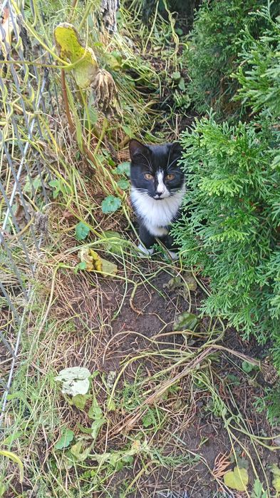 Cudowne różnej maści koty