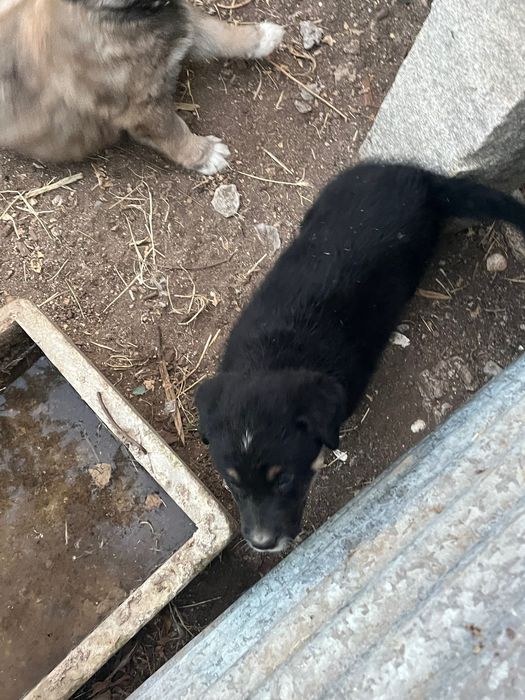 Cão da Serra da Estrela