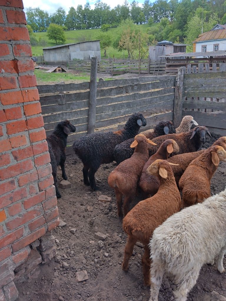 Продам курдючние барани овци ягнята