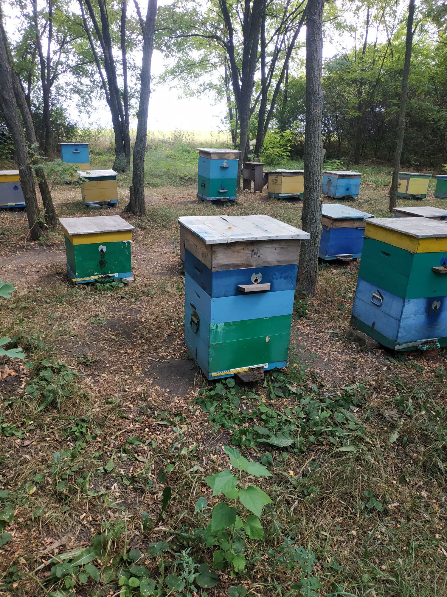 Продам пасіку, вулики 12 р, бідони.