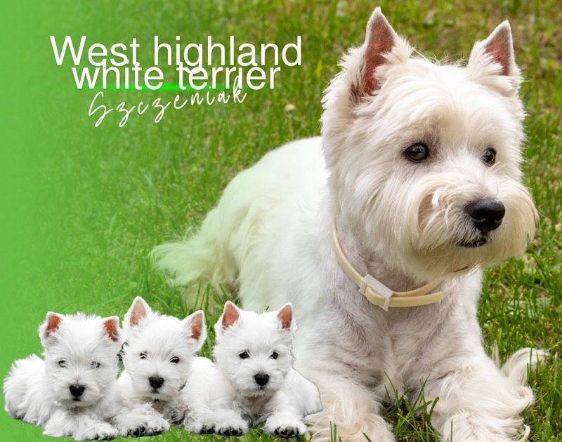 West highland white terrier