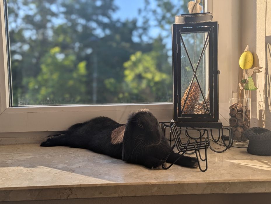 Sonia szuka nowego domu