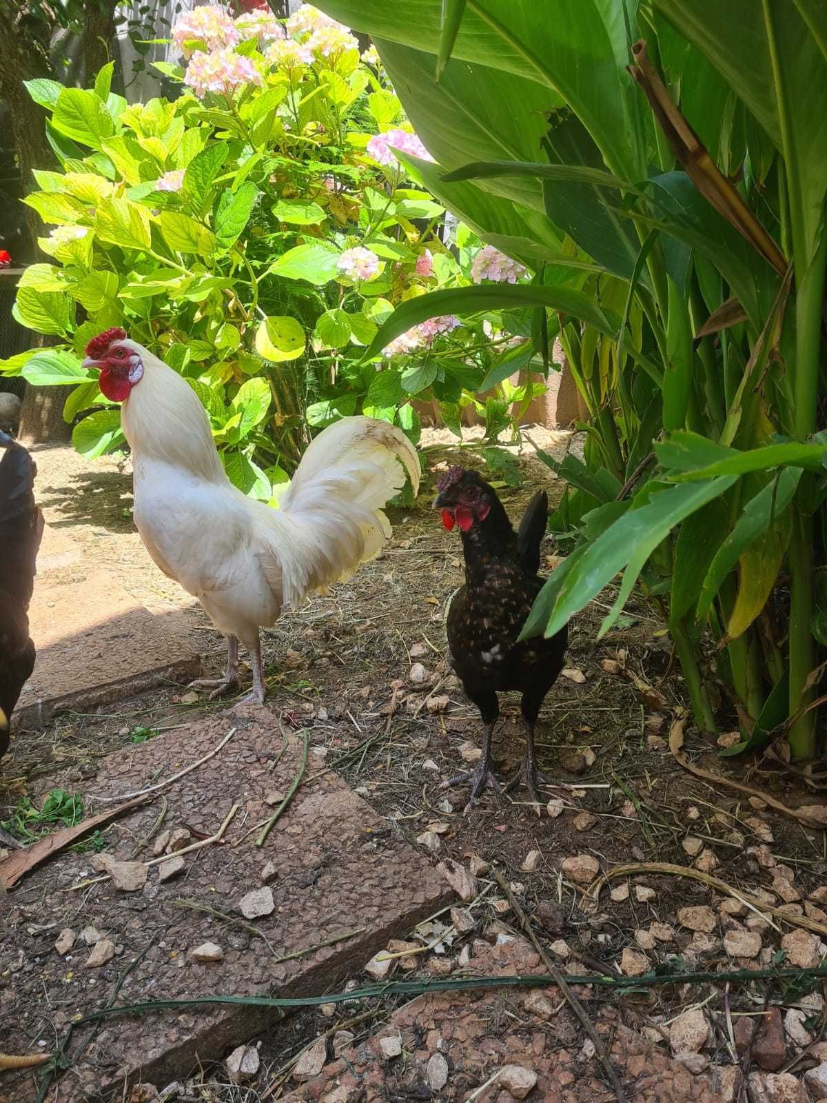 Coquichos / Garnisé /Garnizos