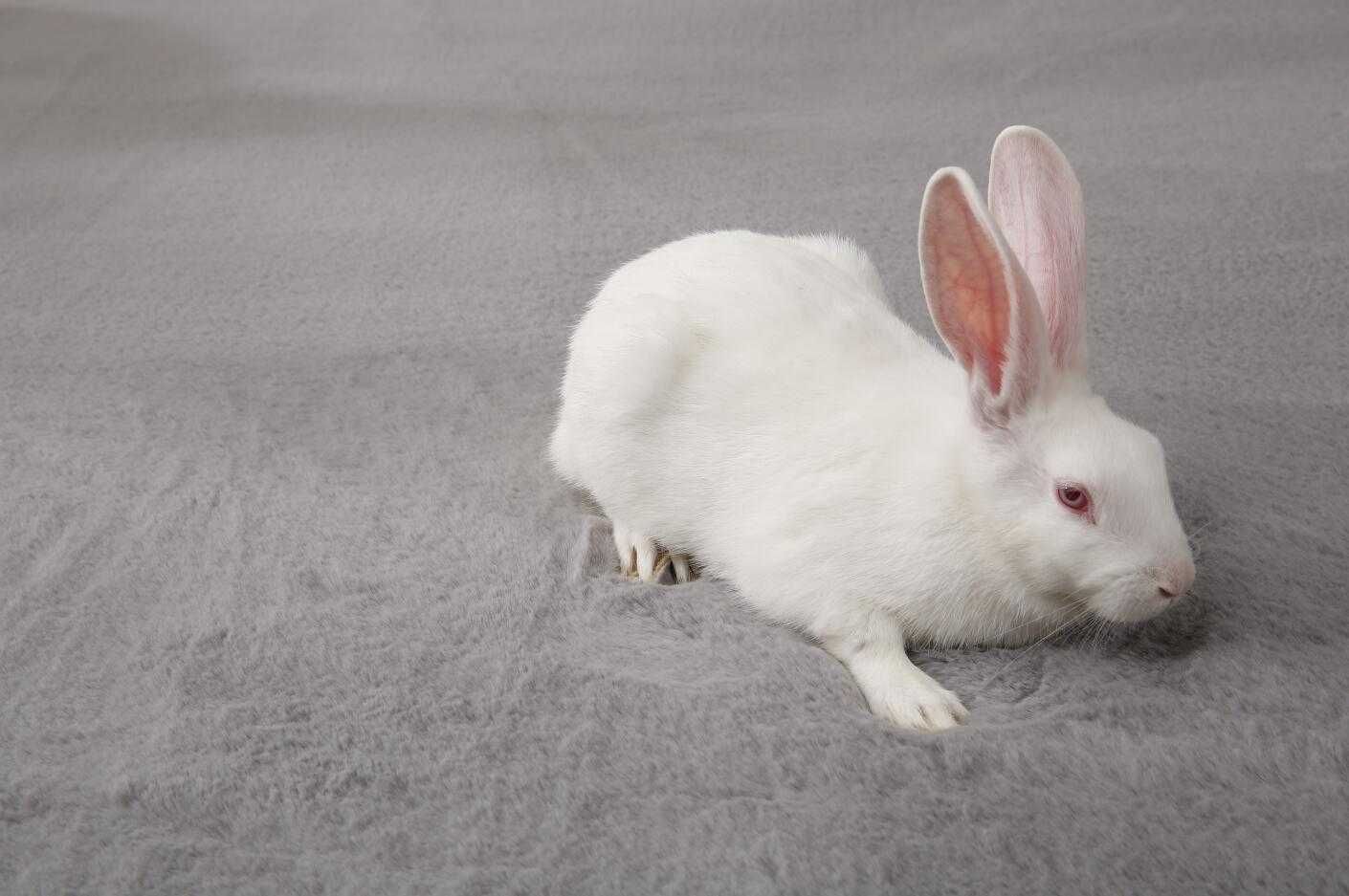 Dywany rabbit shaggy bespośredni importer z chin współpraca