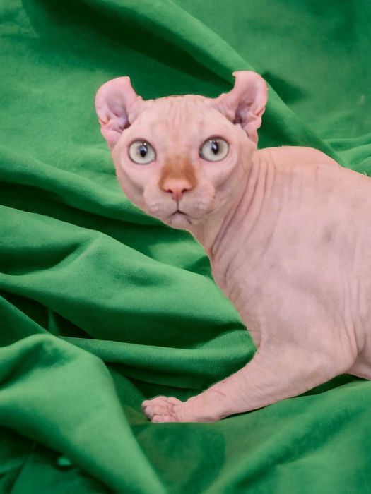 Мальчик породы Эльф