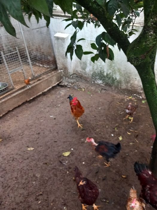 Vendo galos de campo