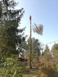 Wycinka drzew metodą alpinistyczną, podnośnik koszowy 21m-wynajem