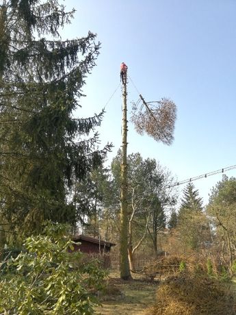 Wycinka i skracanie drzew wertykulacja trawników ogrodzenia tymczasowe