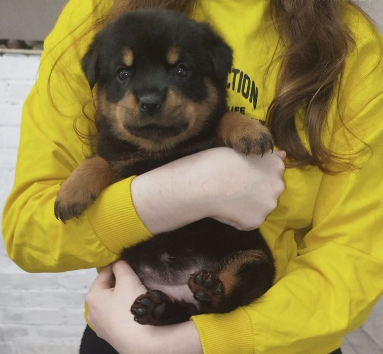 Щенок ротвейлера девочкп