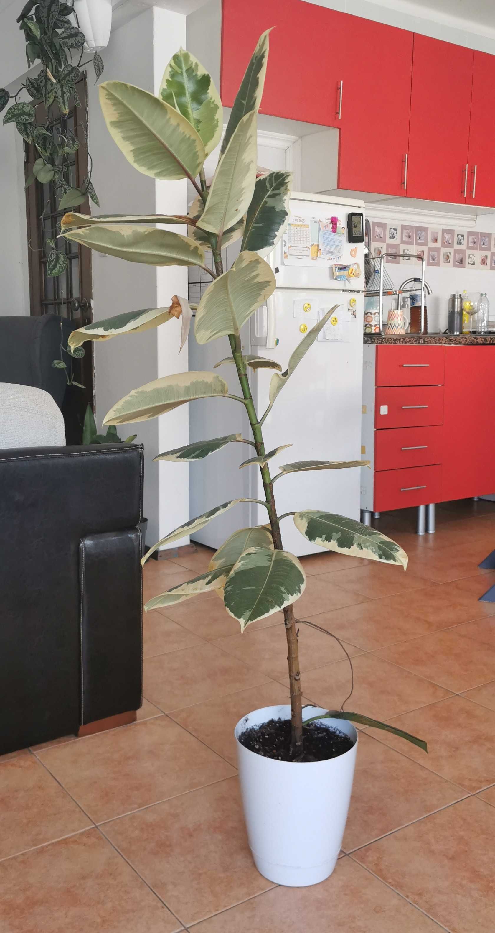 Várias plantas de interior e exterior
