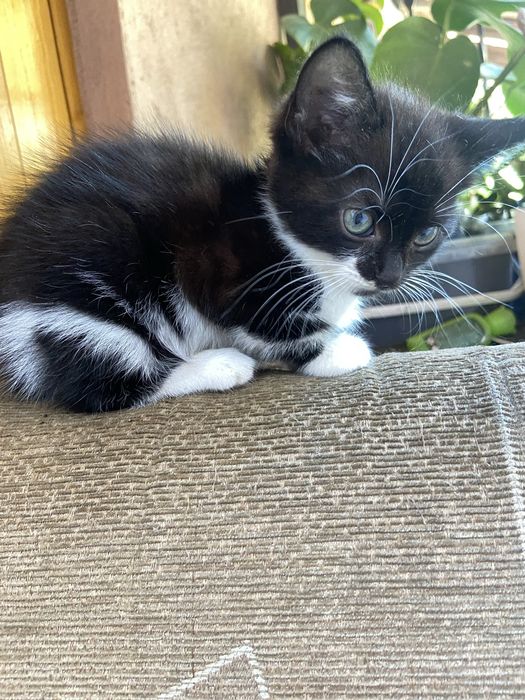 Котенок, девочка отдам хорошие руки