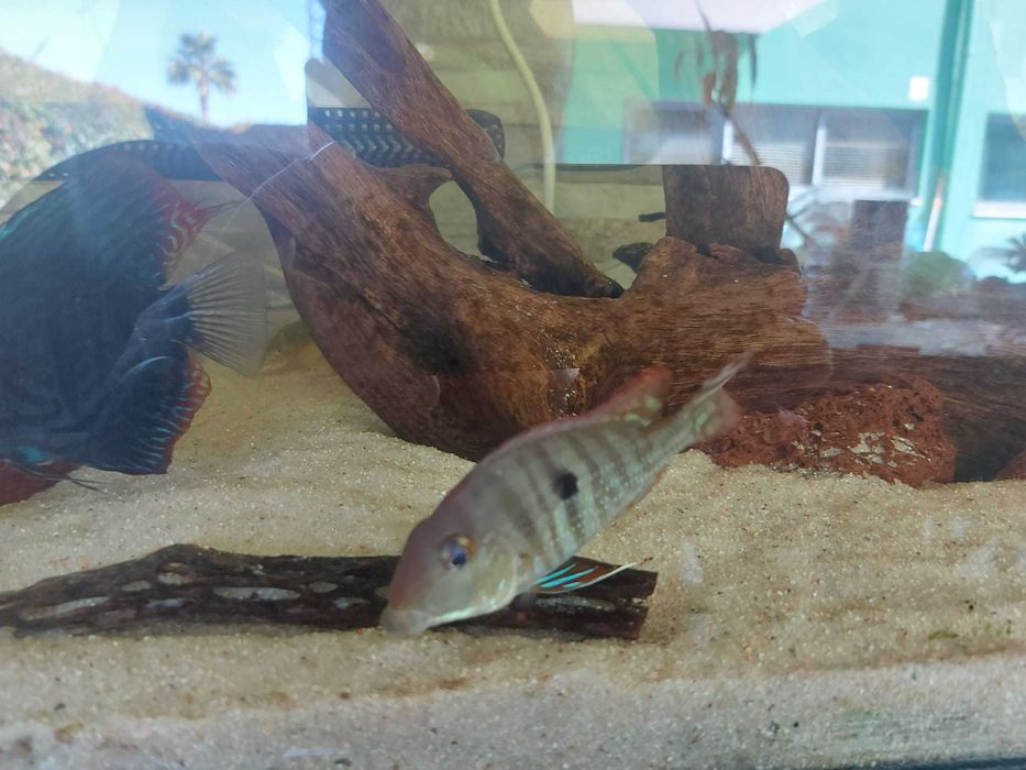 Vendo 2 Mesonautas Festivus e 2 Geophagus sp. “'Tapajos Red Head”
