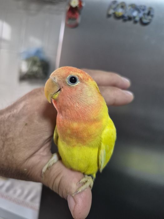 Agapornis amarelos opalinos domesticados