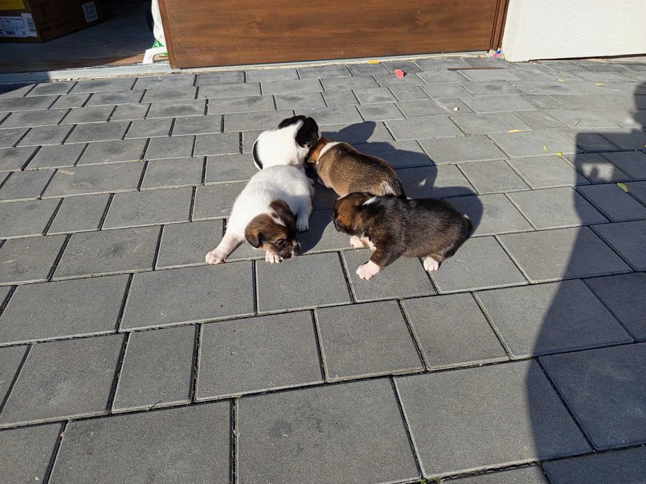 Oddam pieski w dobre ręce, suczki