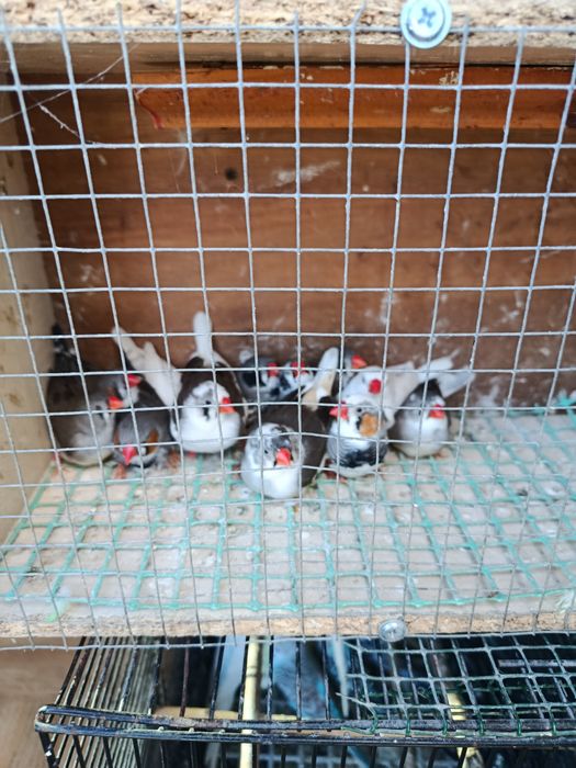 Papugi faliste ptaki