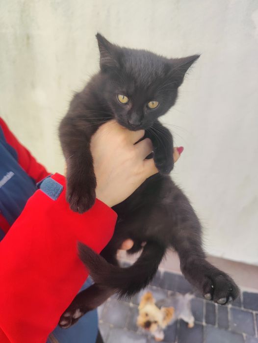 Koty oddam w dobre ręce!!!