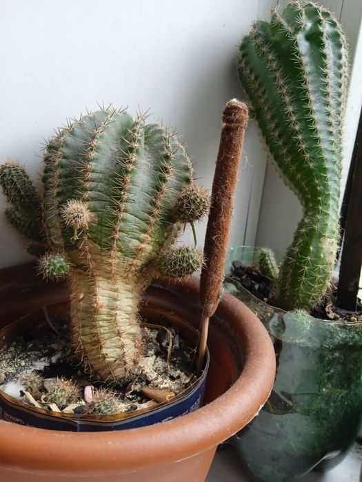 Кактусы разных размеров