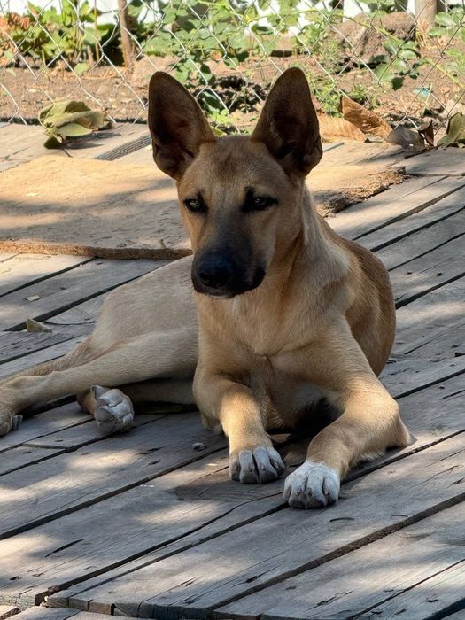 Отдам даром в добрые руки щенка