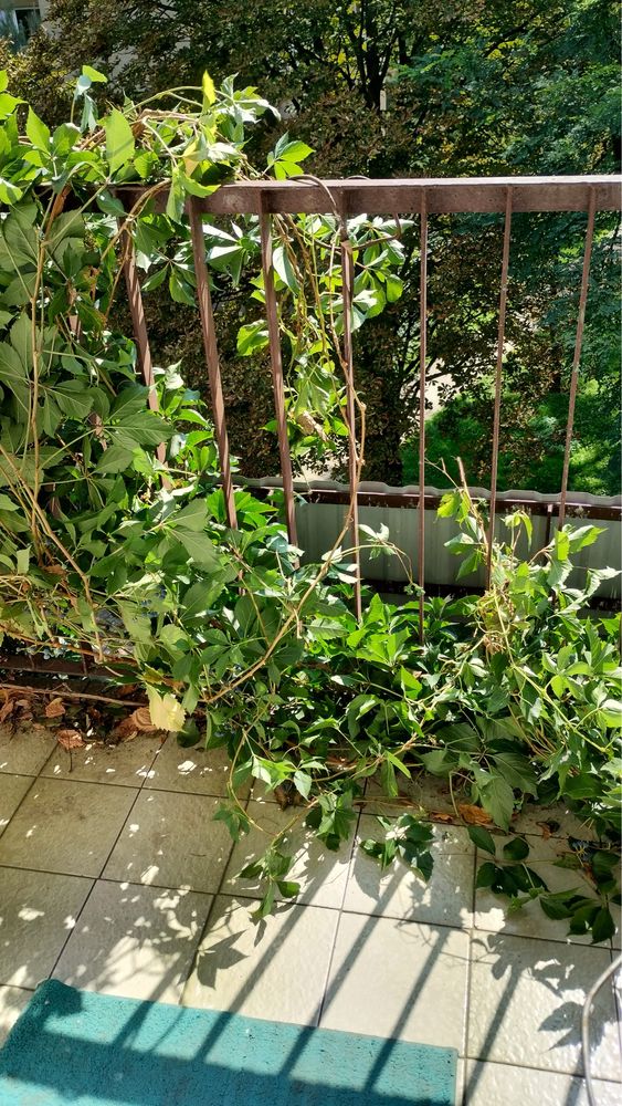 Dywizjonu 303, pokój 1 os., pryw. BALKON, zielono, cicho, promocja!