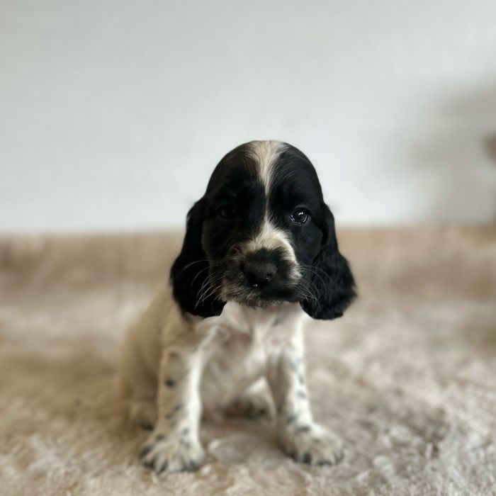 Cocker spaniel angielski