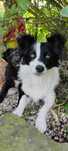 Hakuna mix border collie 15 kg,adopcja.