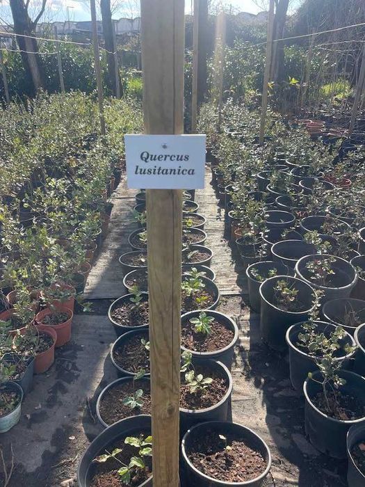 Árvore Quercus lusitanica 40/60cm