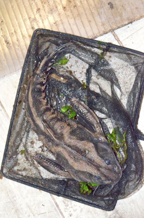 Megalodoras Irwini