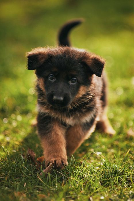 Owczarek niemiecki Owczarki niemieckie