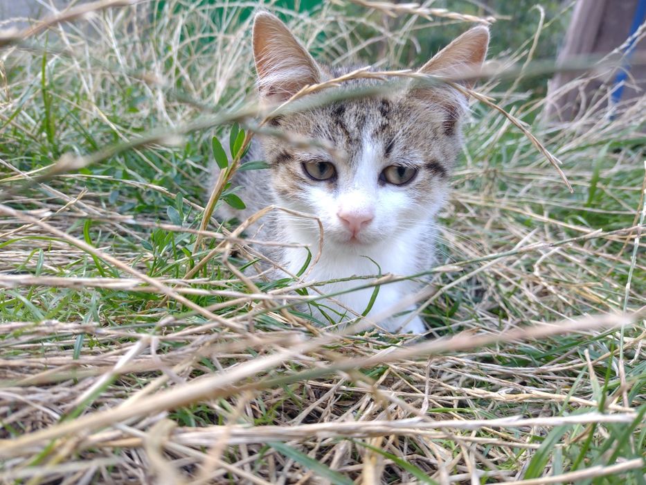 Кошенята в добрі руки