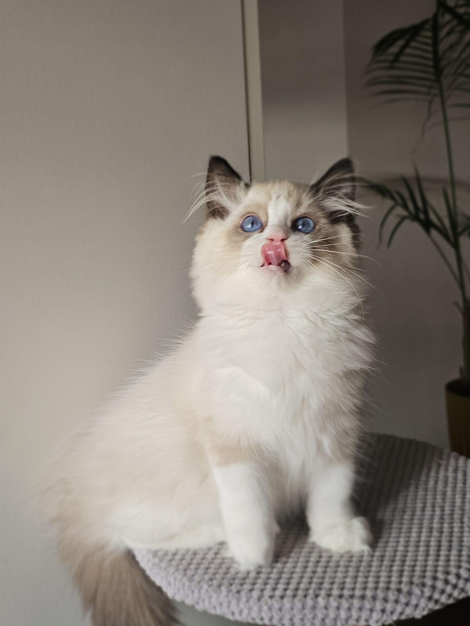 Ragdoll kocurek na kolanka