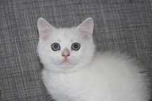gatinho scottish straight blue pointe
