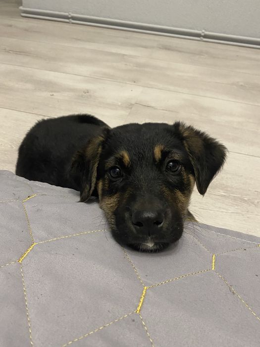 Pilne! szczeniak szuka kochajacego domku