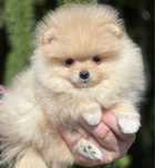 Puchata suczka pomeranian