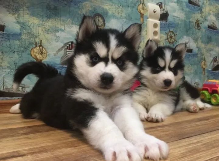 Szczeniak syberian Husky niebieskookie