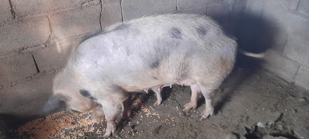 Porcos grande e pequenos