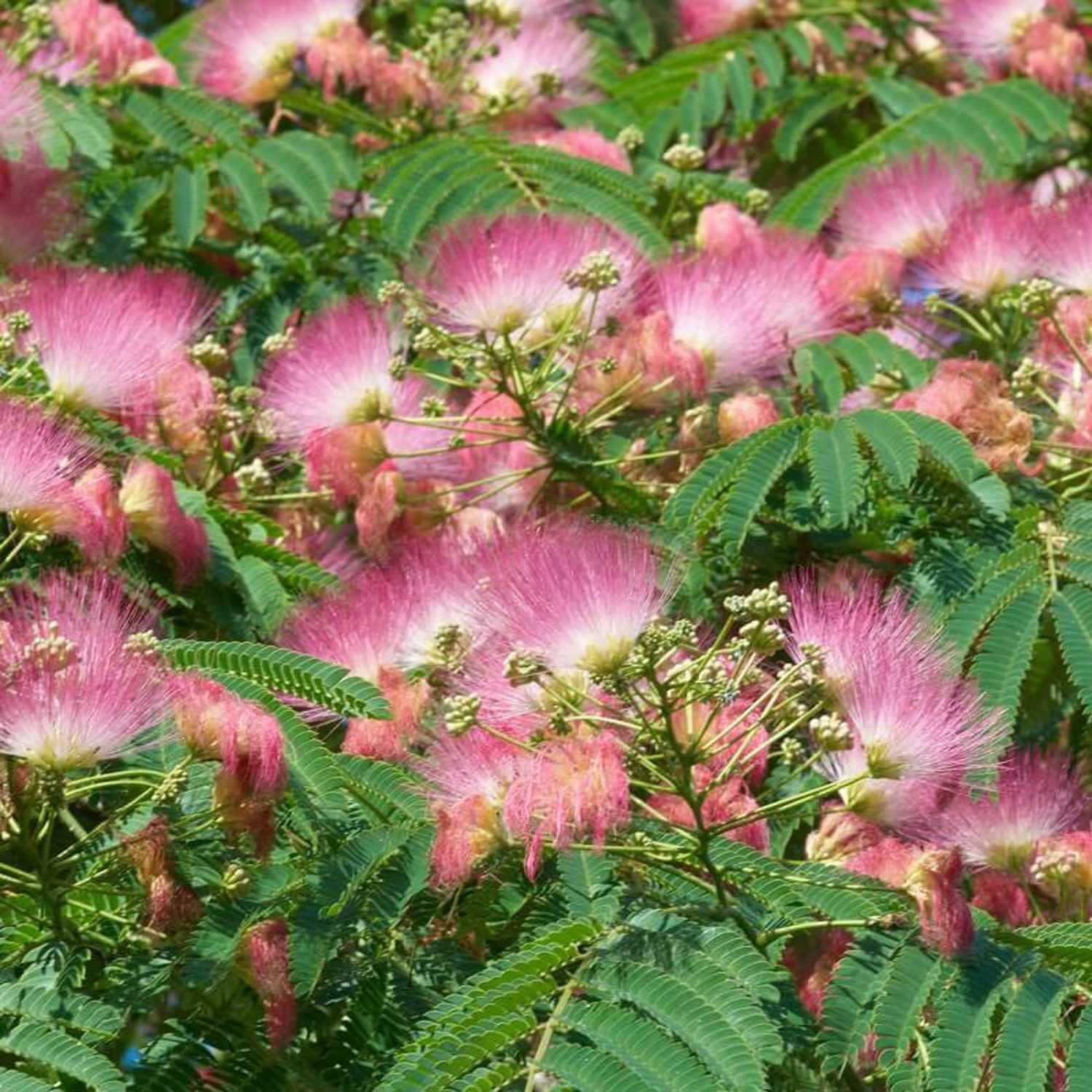 Albicja Sadzonka Albizia julibrissin +GRATIS