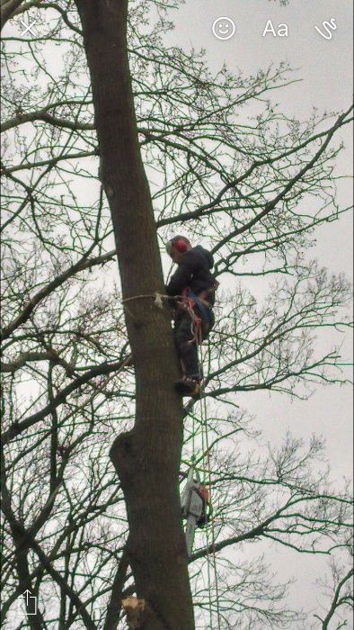 Wycinka drzew rębak pielęgnacja ogrodu koszenie traw frezowanie pni