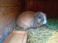 Zamienię samca królika mini lop!