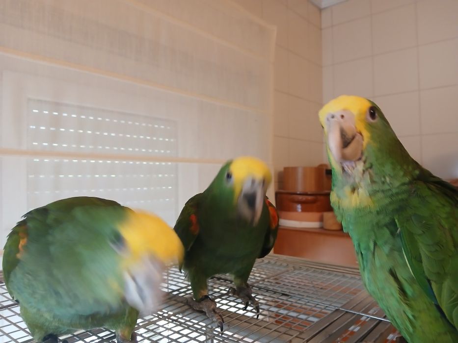 Casal de Amazona oratrix