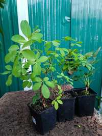 vendo planta Akebia quinata