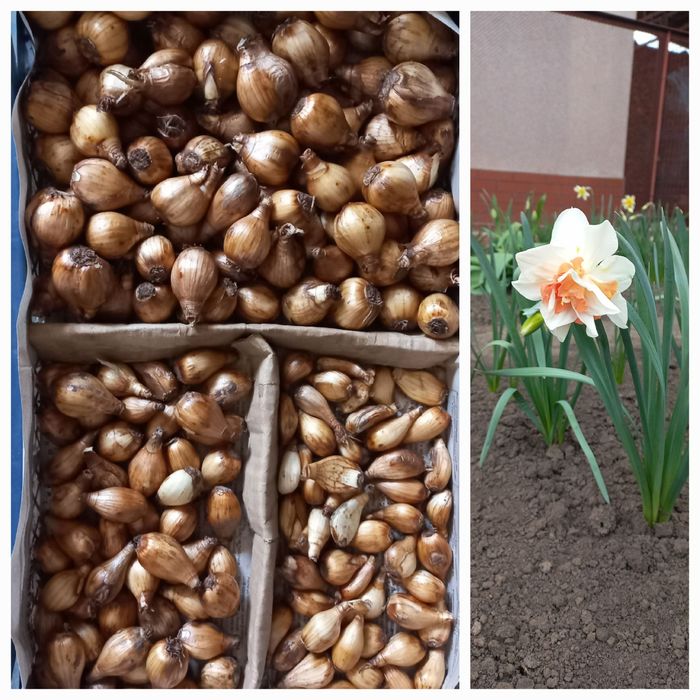 Луковицы домашних нарциссов