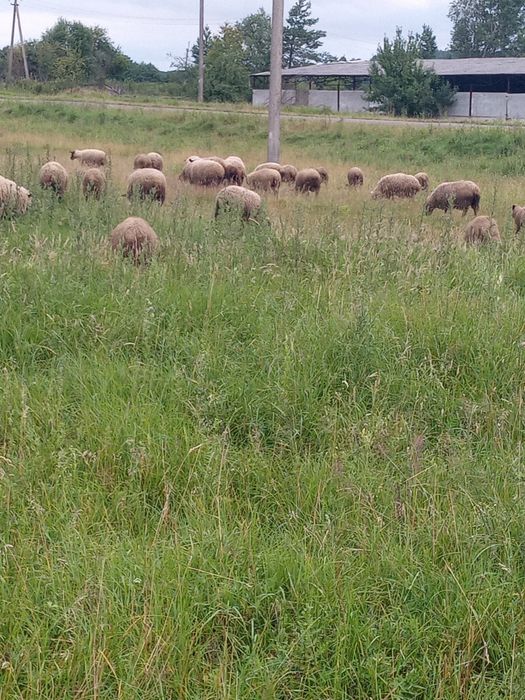 Розпродаж маточного поголів'я овець породи суфолк є ярки та барани.