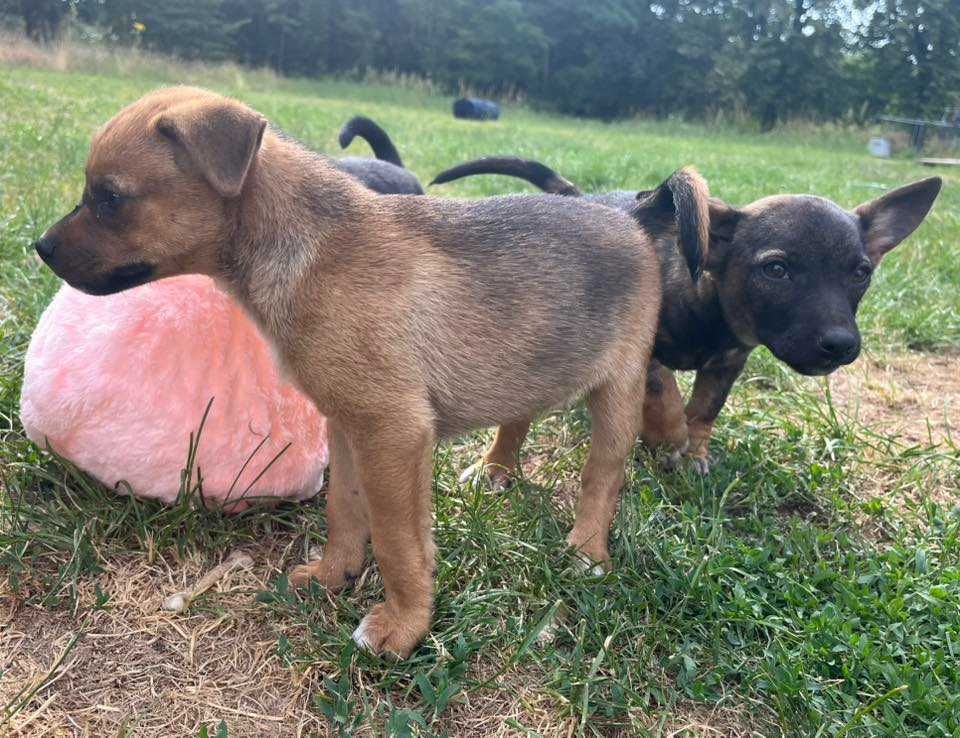 Suczka szczeniak z wielkimi uszami - do adopcji