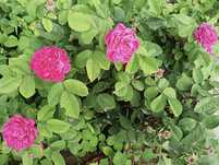 Sadzonki Rose the Rescht